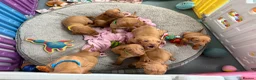 Hungarian Vizsla dogs for sale: Beautiful Kc registered litter available  - Advert 7
