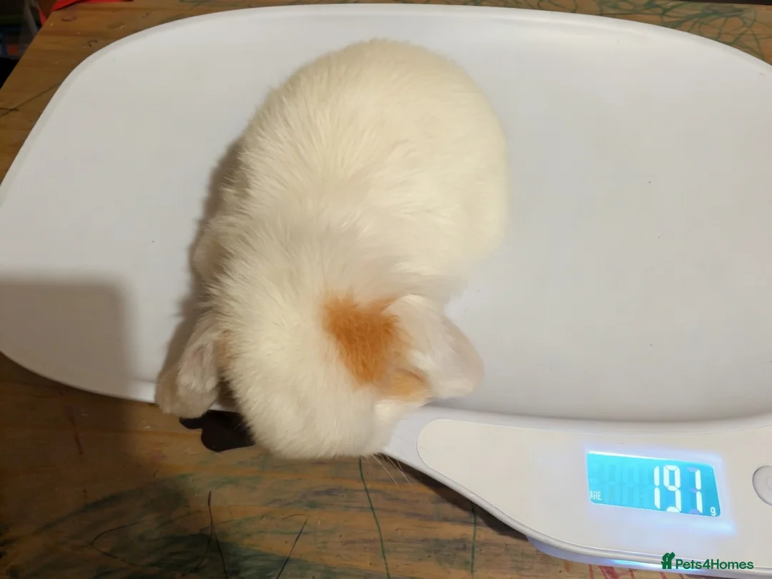 Mini Lop rabbits for sale: Pure bred mini lops (indoor only) - Advert 7