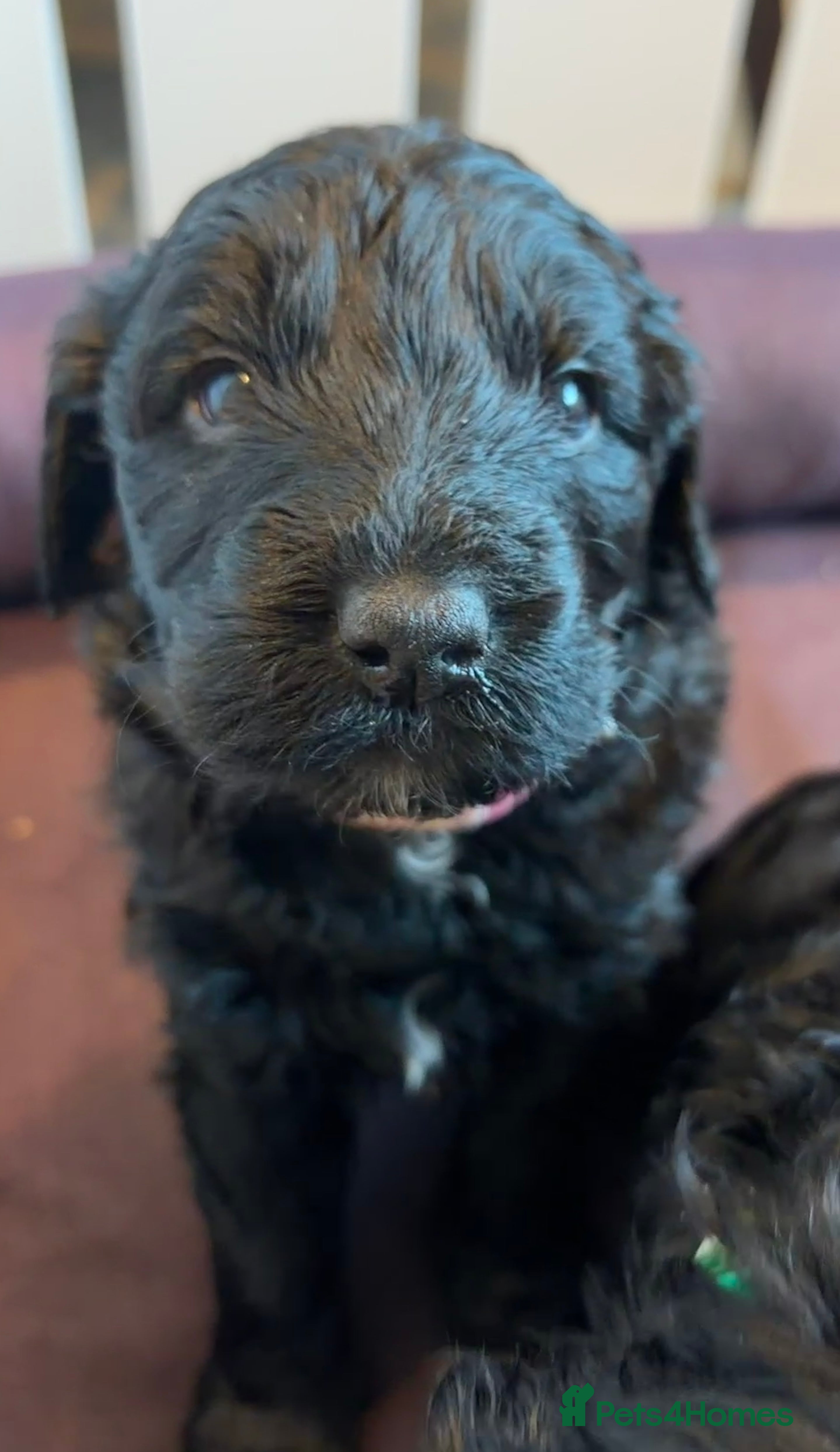 Australian Labradoodle dogs Multigenerational Australian labradoodles  - Advert 2
