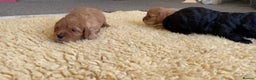 Cavapoo dogs for sale: Health Tested F1 TOY Cavapoo Puppies  - Advert 13