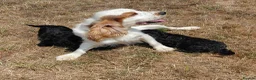 Mixed Breed dogs for sale: Beautiful Black Cockalier-a-Poo Puppies  - Advert 3