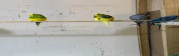 Budgerigars birds for sale: Adult budgies  - Advert 2