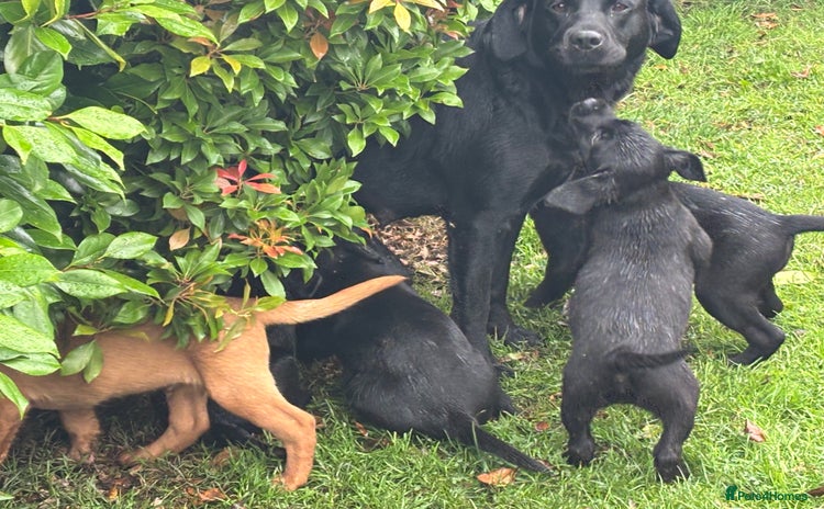 Labrador Retriever dogs - Advert 2