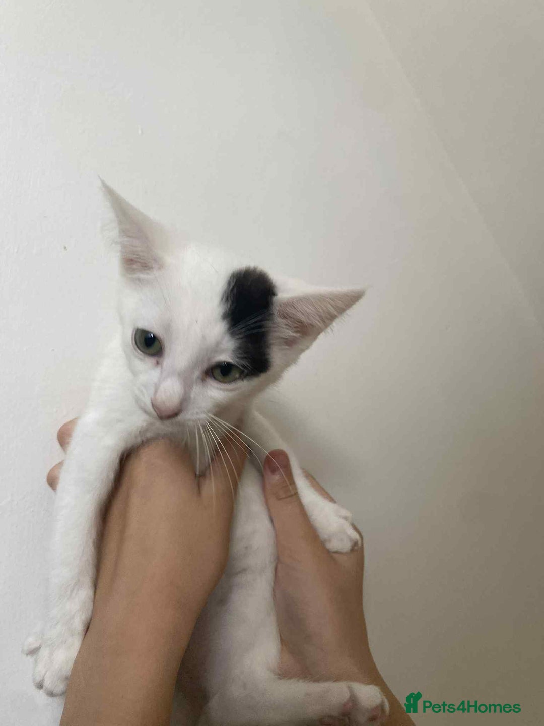 Snowshoe cats for sale: 🐾Gorgeous Kittens Ready for Forever Homes 🏡✨ - Image 6