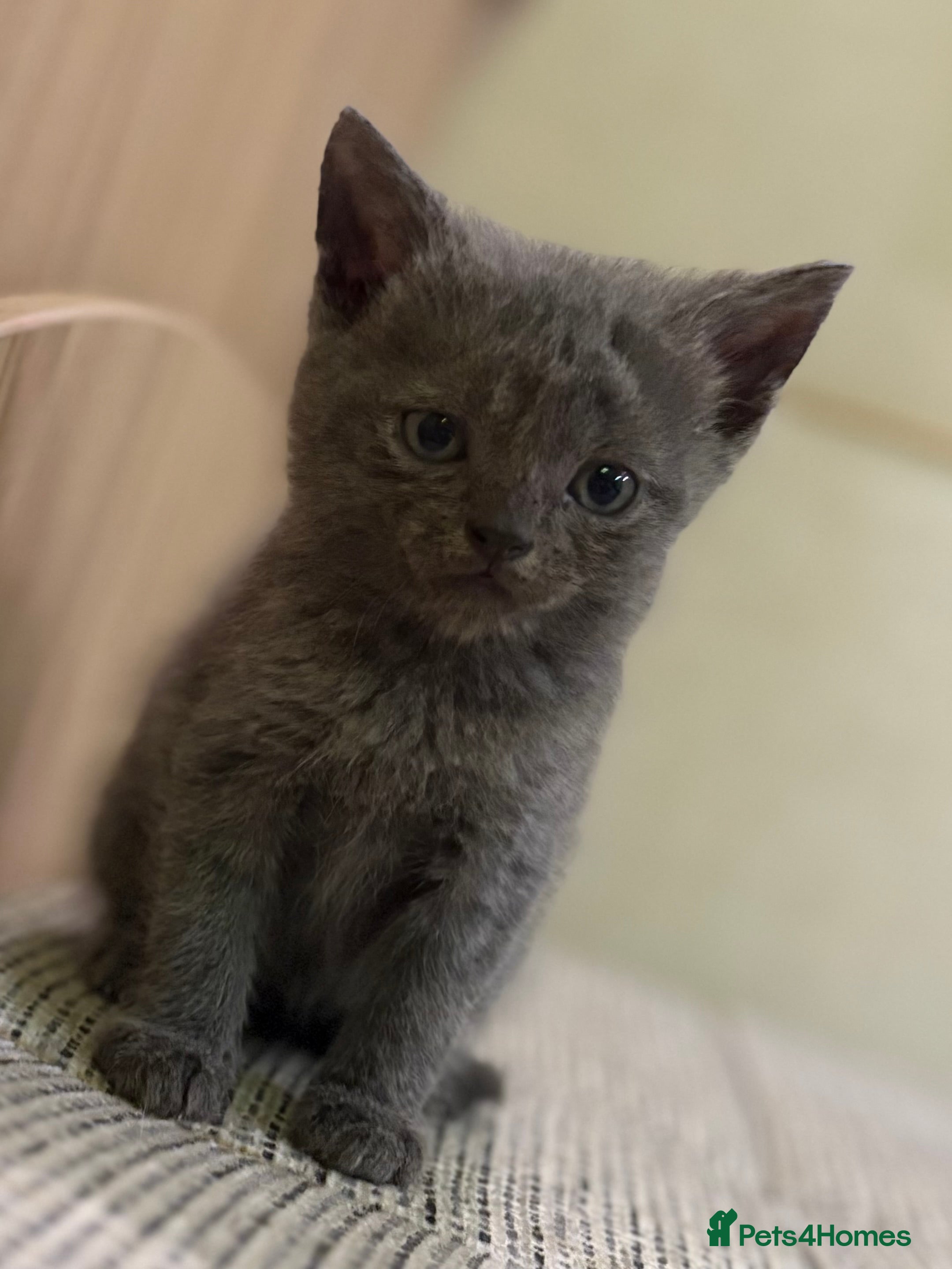 British Shorthair cats British Shorthair Kittens. - Advert 1