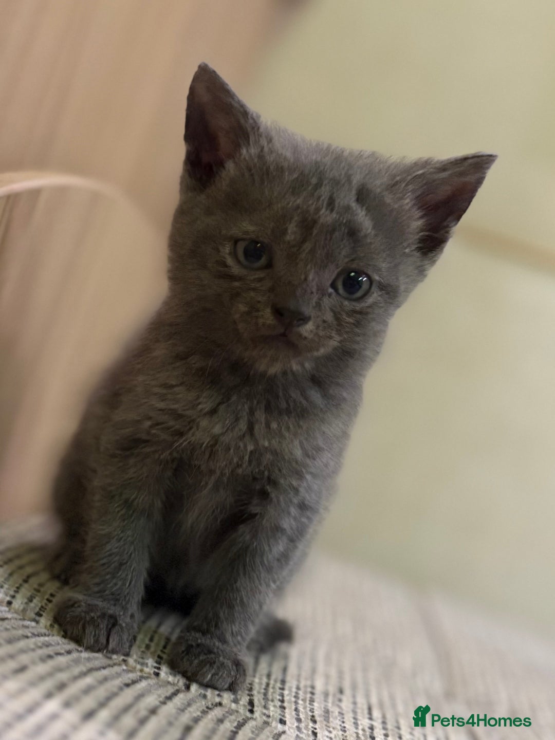 British Shorthair cats for sale: British Shorthair Kittens. - Advert 1