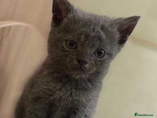 British Shorthair cats British Shorthair Kittens. - Advert 4