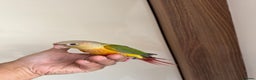 Conures birds for sale: Hand Reared Tame baby conures  - Advert 24
