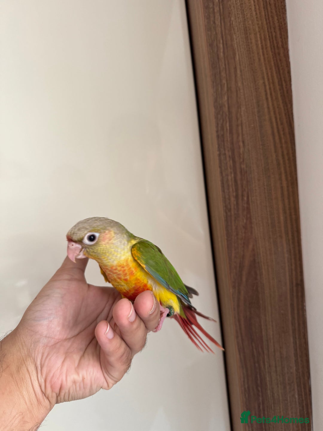 Conures birds for sale: Hand Reared Tame baby conures  - Image 24