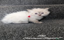 Ragdoll cats for sale: GCCF Pedigree Ragdoll Kittens Champion Lines - Image 18
