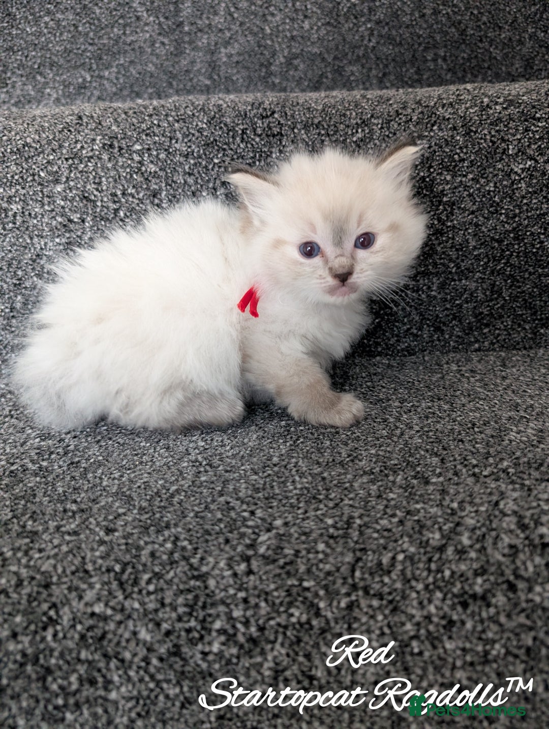 Ragdoll cats for sale: GCCF Pedigree Ragdoll Kittens Champion Lines - Image 18