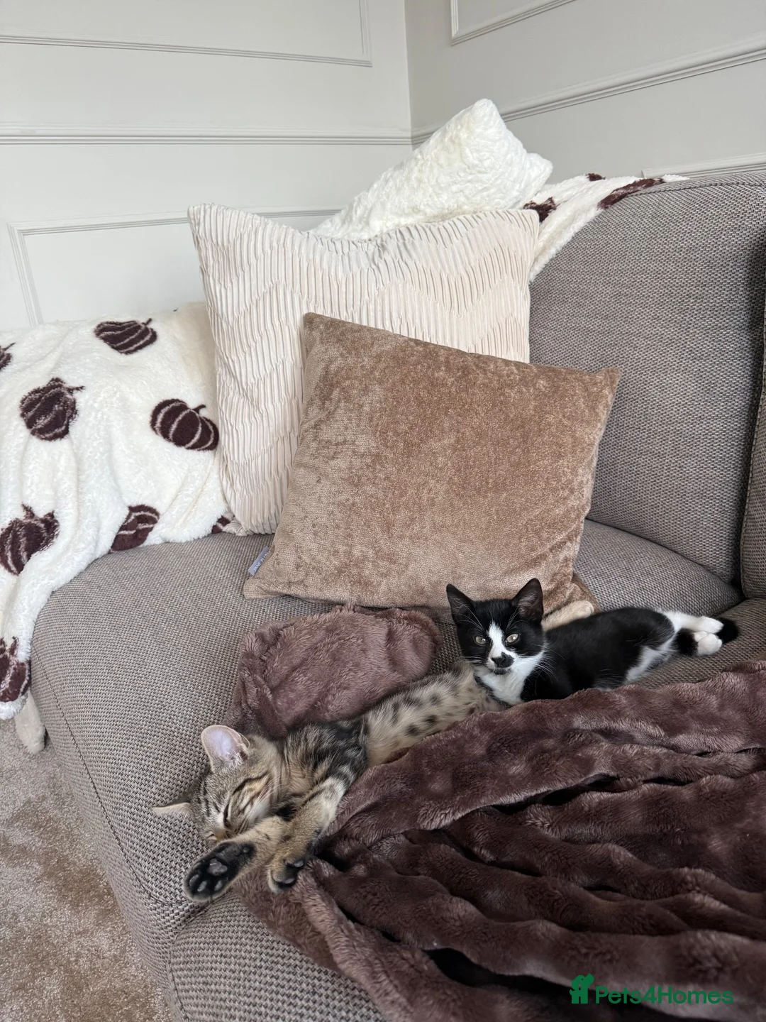 Mixed Breed cats for sale: x2 12 week old kittens (MUST GO TOGETHER) - Advert 2