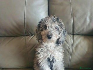 Cockapoo dogs - Advert 3