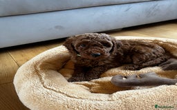 Miniature Poodle dogs for sale: 5 generation pedigree beautiful red mini poodles - Image 14