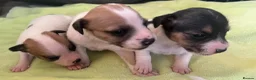 Jack Russell dogs for sale: Jack Russell puppies for sale  - Advert 12