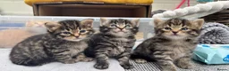 Mixed Breed cats for sale: Beautiful kittens 😻 - Advert 30