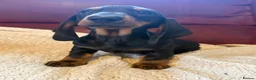 Dachshund dogs for sale: Tri coloured Dachshund - Advert 1