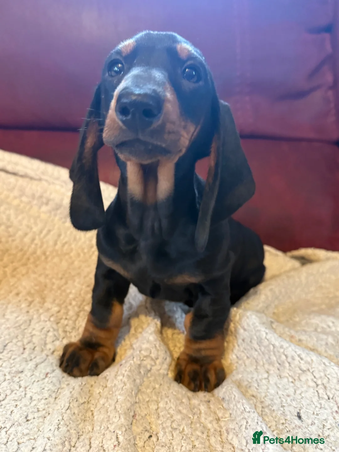 Dachshund dogs for sale: Tri coloured Dachshund - Advert 1