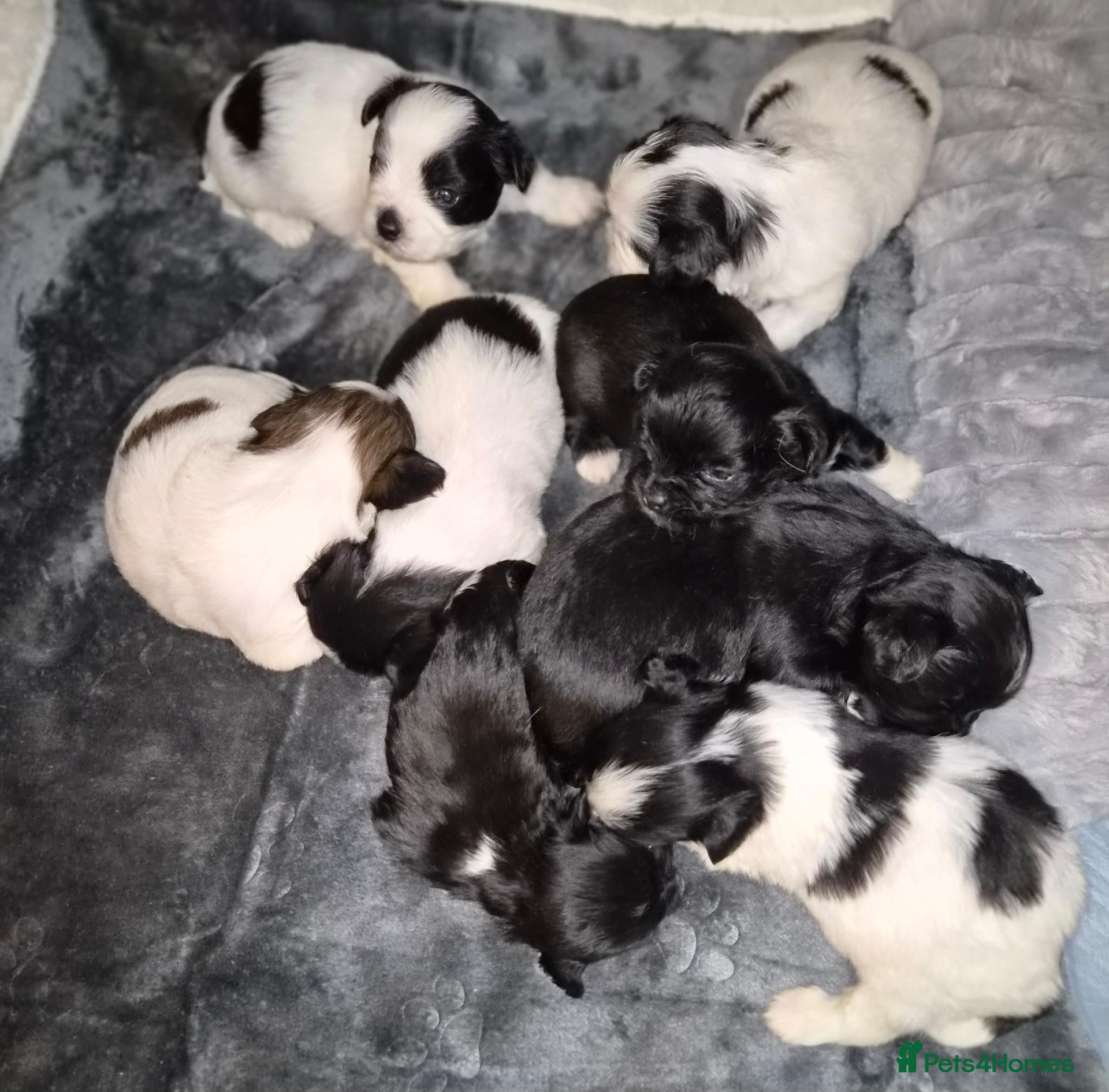Lhasa Apso dogs Beautiful KC Registered Lhasa Apso Puppies - Advert 8
