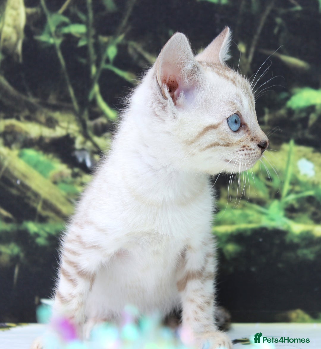 Bengal cats for sale: CUTE SNOW LYNX BENGAL KITTENS (TICA REG) - Image 12