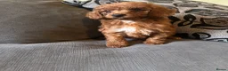 Miniature Poodle dogs for sale: 5 beautiful miniature poodles  - Advert 8
