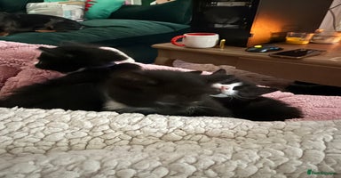 Mixed Breed cats - Advert 12