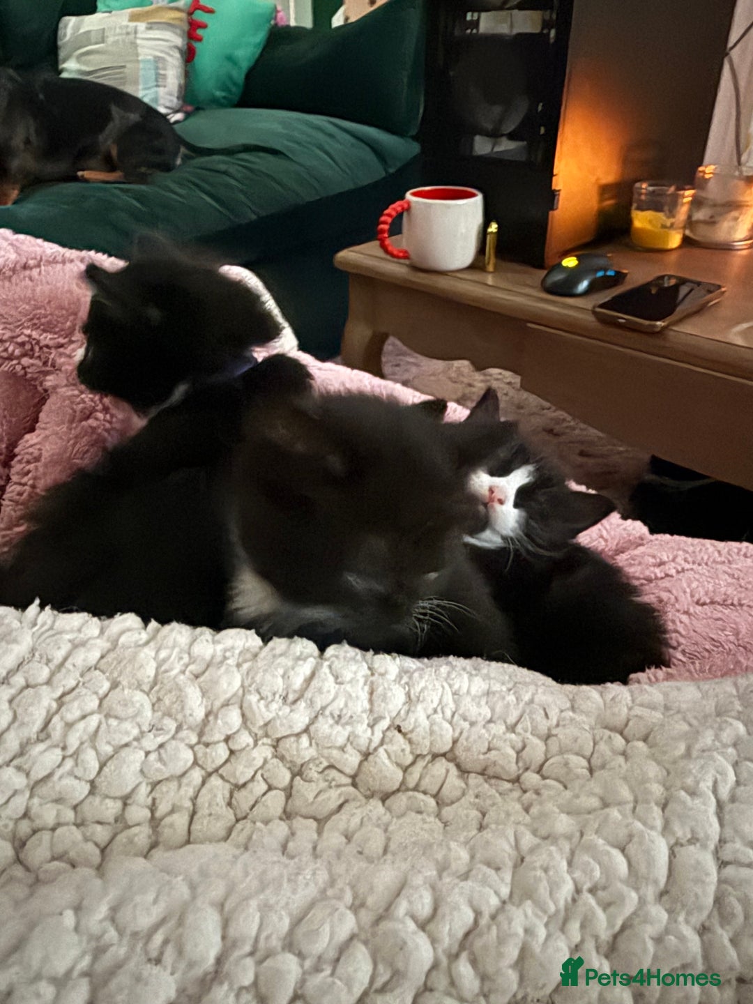 Mixed Breed cats for sale: *1 kitten left* Mixed Breed - Black and White - Image 2