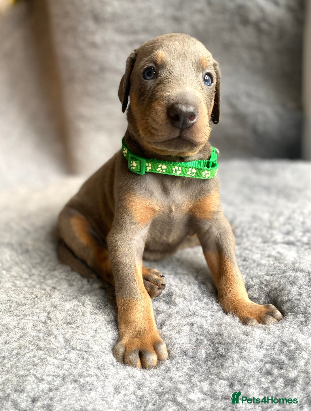 Dobermann dogs for sale: DOBERMAN PUPPIES (BOTH KC HEALTH TESTED PARENTS) - Image 16