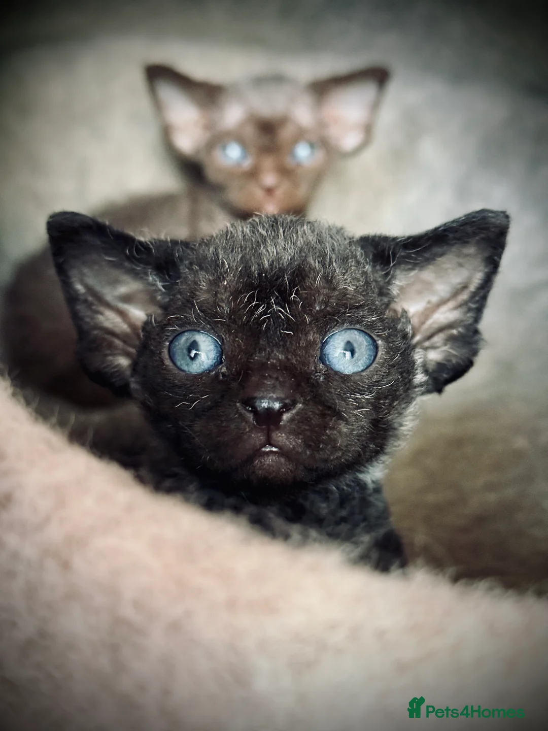 Devon Rex cats for sale: Devon Rex Kittens –GCCF Last kitten available BOY  - Advert 9