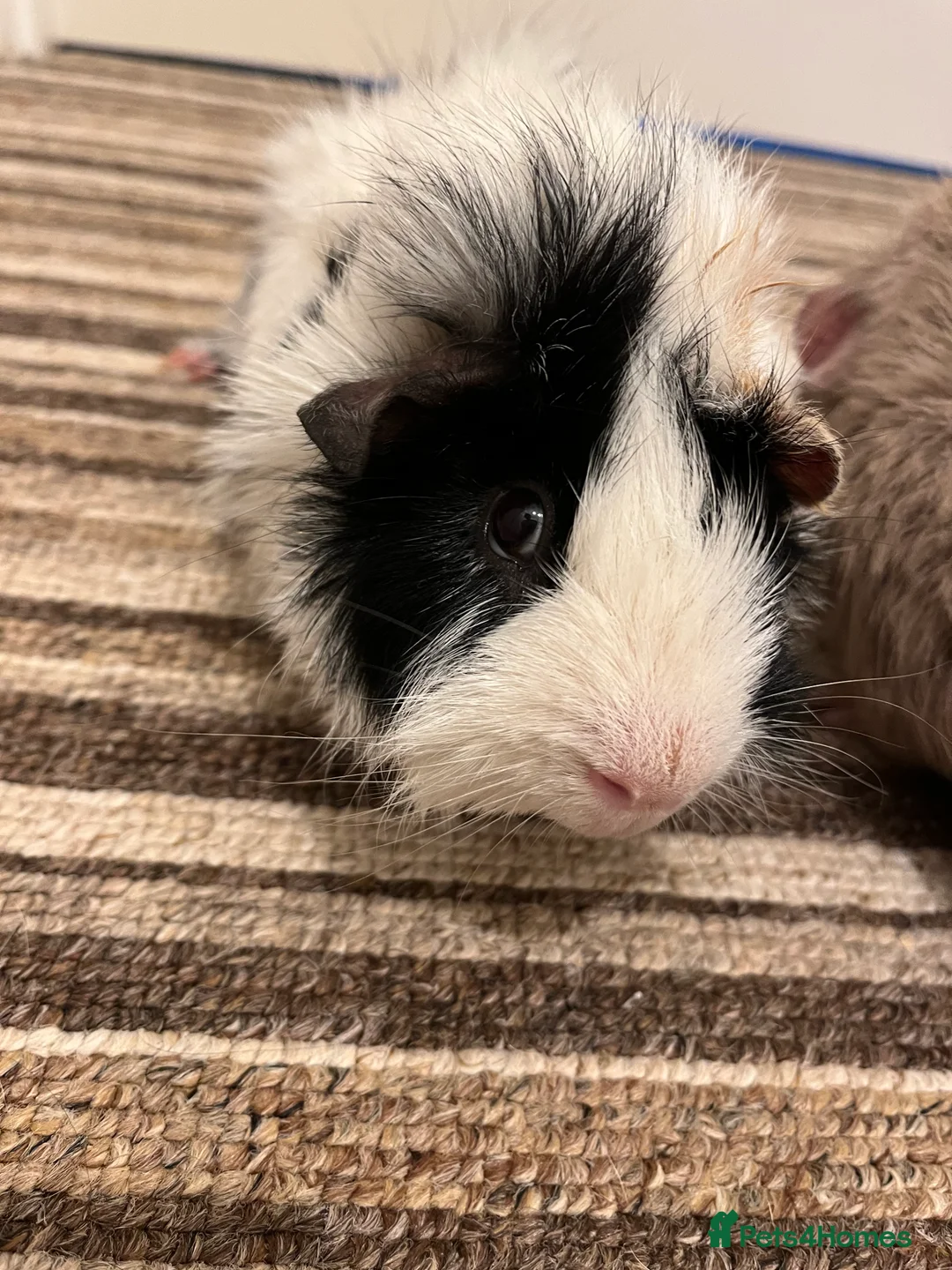Guinea Pig rodents for sale: Two beautiful male guinea pigs  to rehome  - Advert 4