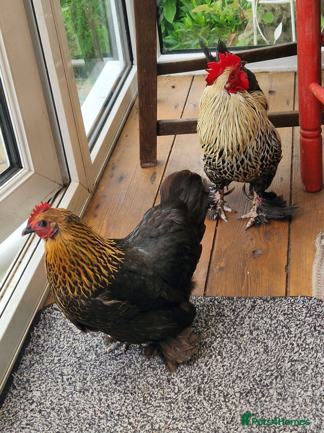 Chickens poultry for sale: Bantam family, hen, cockerel and 7 chicks - Image 6