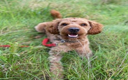 Australian Labradoodle dogs for stud: Australian Labradoodle Stud – Excellent Bloodlines - Image 18