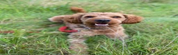 Australian Labradoodle dogs for stud: Australian Labradoodle - Fully Tested, Top Lines - Advert 21