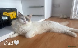 Ragdoll cats for sale: Seven Beautiful Pure Breed Ragdoll Kittens🤍 - Image 9