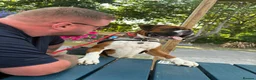 Boxer dogs for stud: Full pedigree boxer dog for stud  - Advert 6