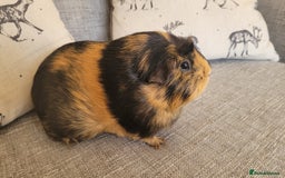 Guinea Pig rodents for sale: Two female guinea pigs - Image 3