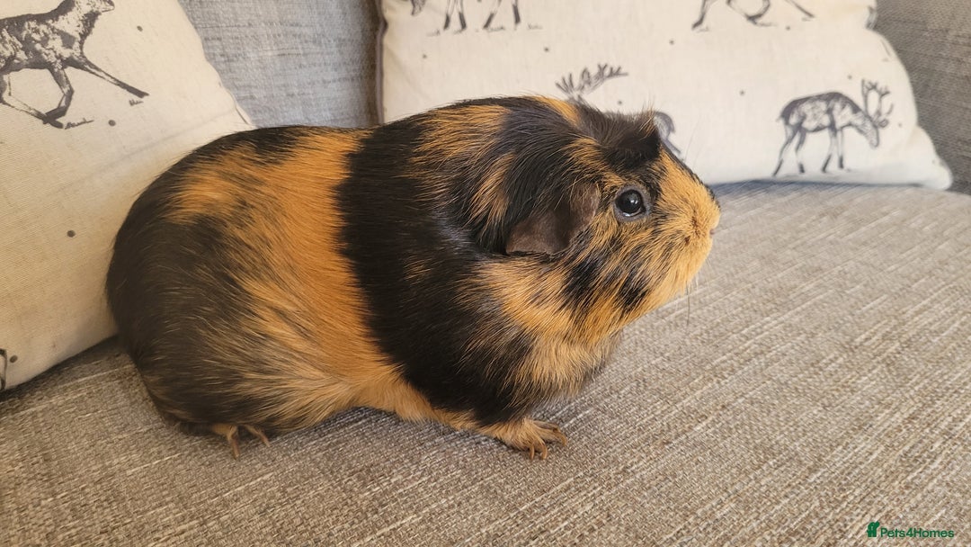Guinea Pig rodents for sale: Two female guinea pigs - Image 3
