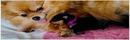 Pomeranian dogs for sale: BLACK&ORANGE FEMALE - Advert 2