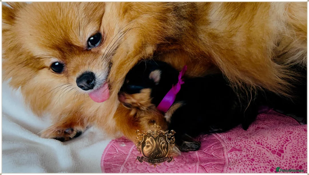 Pomeranian dogs for sale: BLACK&ORANGE FEMALE - Advert 2