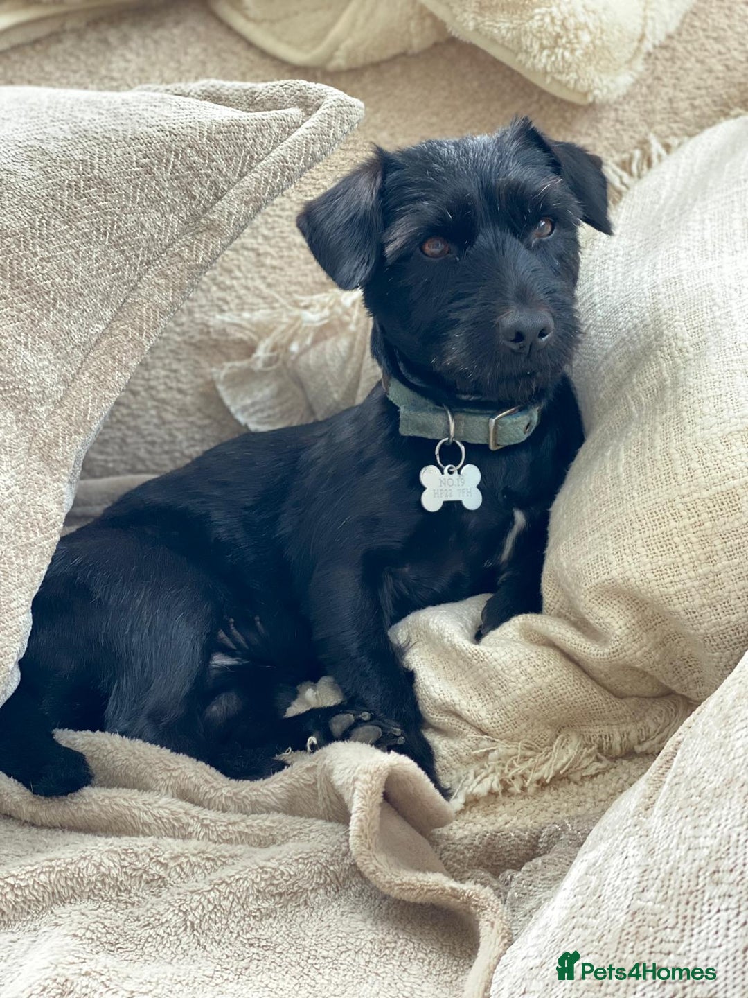 Mixed Breed dogs for sale: Lady - loving terrier great with kids  - Advert 3