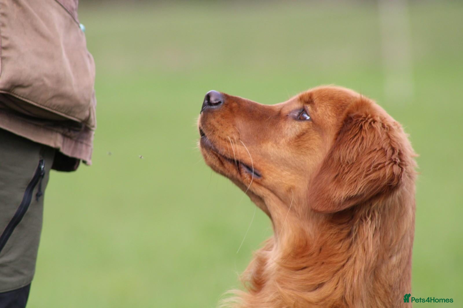 Golden Retriever dogs Compact, health tested stud dog. - Advert 23