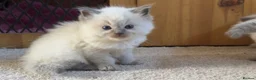 Ragdoll cats for sale: Beautiful ragdoll kittens  - Advert 20