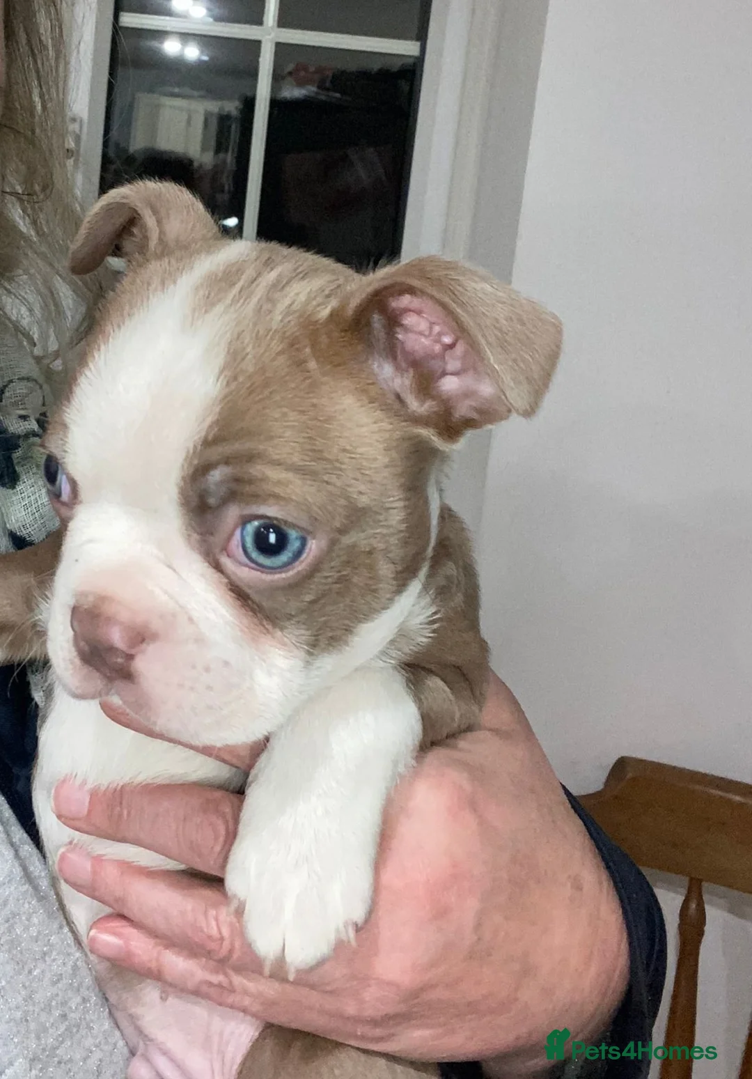 Boston Terrier dogs for stud: Beautiful  champagne Boston terrier stud(proven) in Houghton le Spring - Advert 3