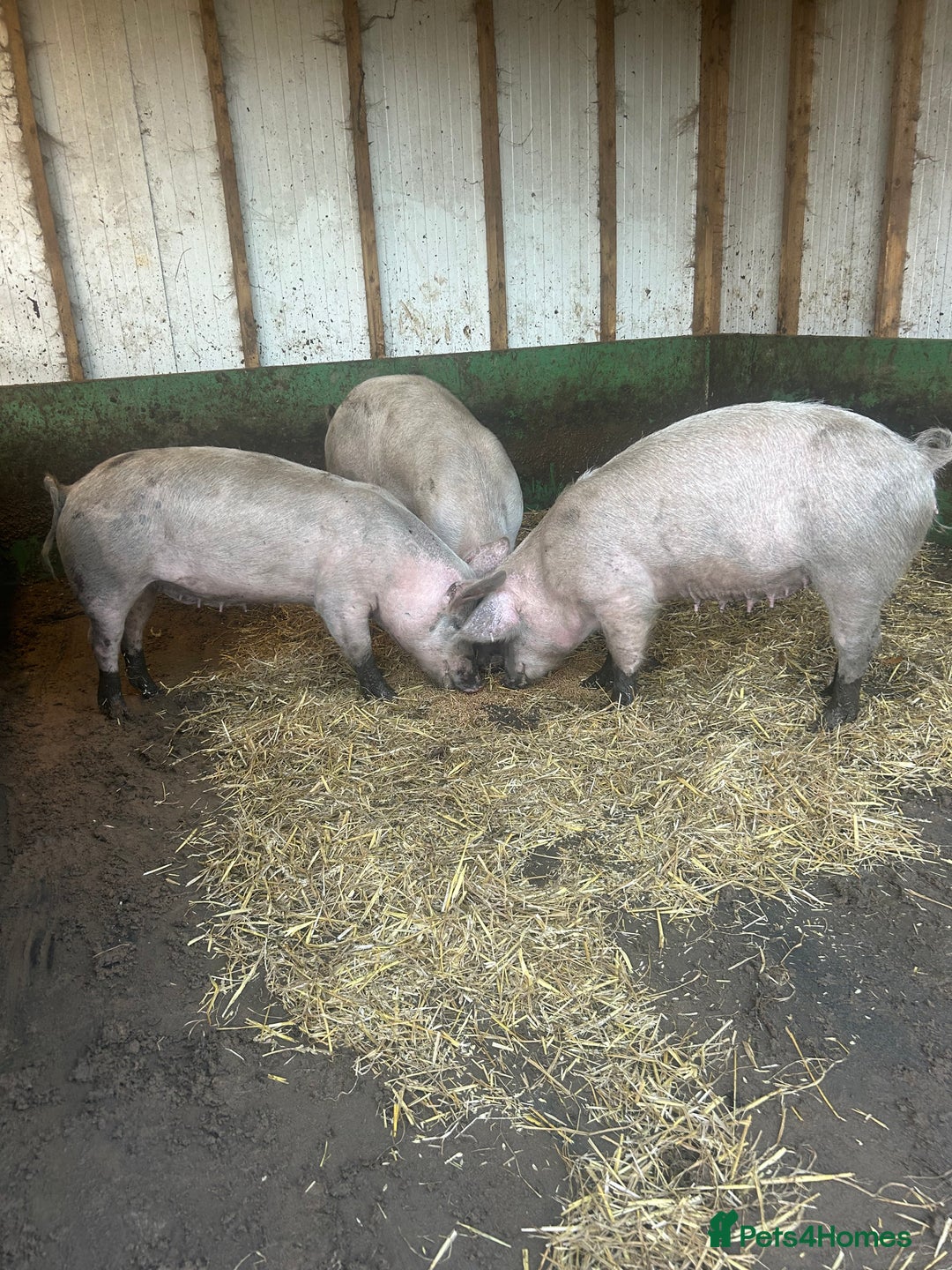 Pig livestock for sale: Large white sows  - Advert 3