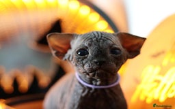 Sphynx cats for sale: Sphynx Black Solid Girls  - Advert 12