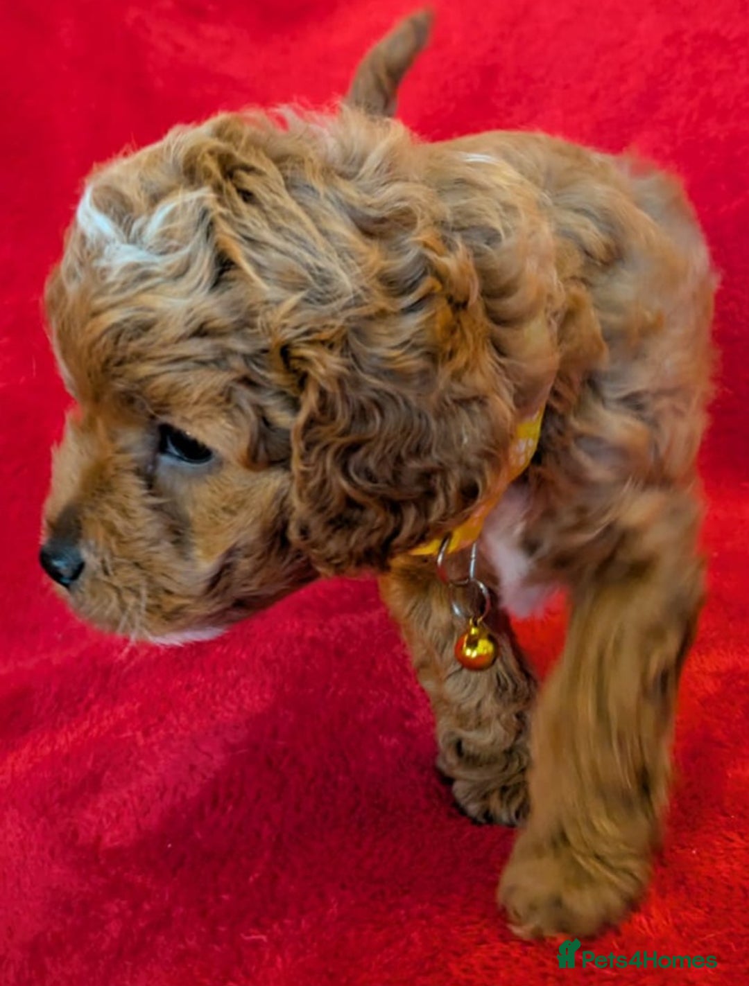 Cavapoo dogs for sale: F2 Cavapoo, Dog breeding license - Advert 25