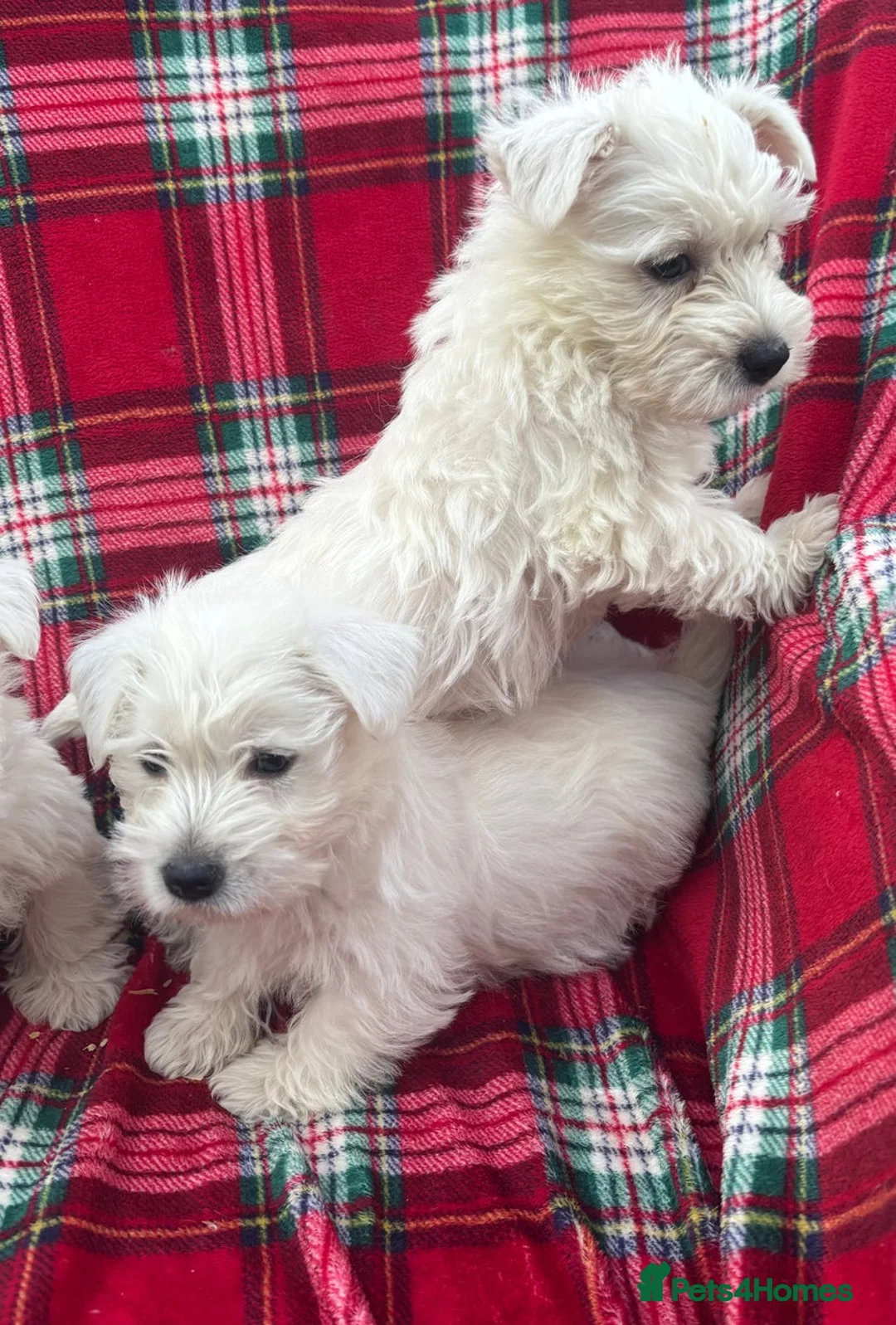 West Highland Terrier dogs for sale: STUNNING WEST HIGHLAND PUPPIES DNA TESTED in Manchester - Advert 2