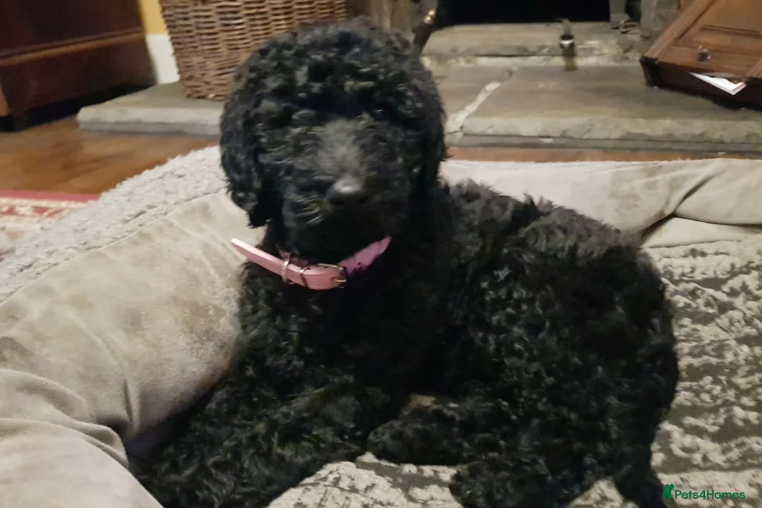 Labradoodle dogs for stud: PROVEN Healthy Labradoodle STUD - HYPOALLERGENIC   - Advert 14