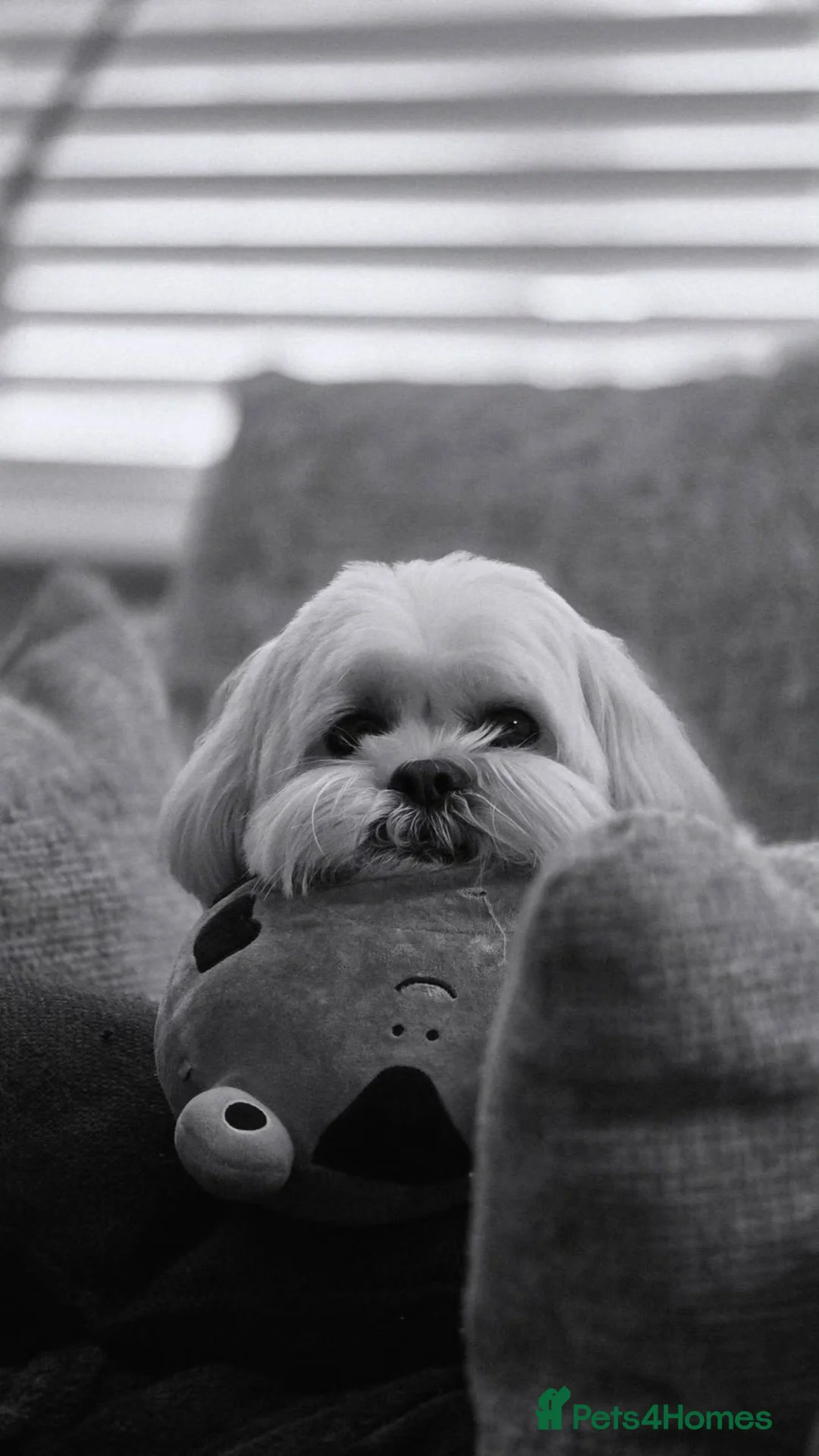 Mixed Breed dogs for sale: 4 year old, Male Shih-tzu x Bichon (Rehoming) in Stockport - Advert 10