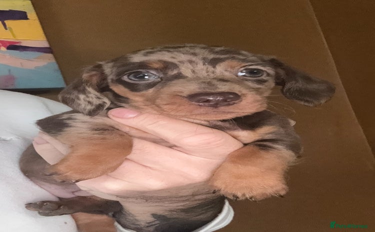 Miniature Dachshund dogs 🩵🩷Stunning KC Reg Mini Dachshunds🩵🩷 - Advert 1